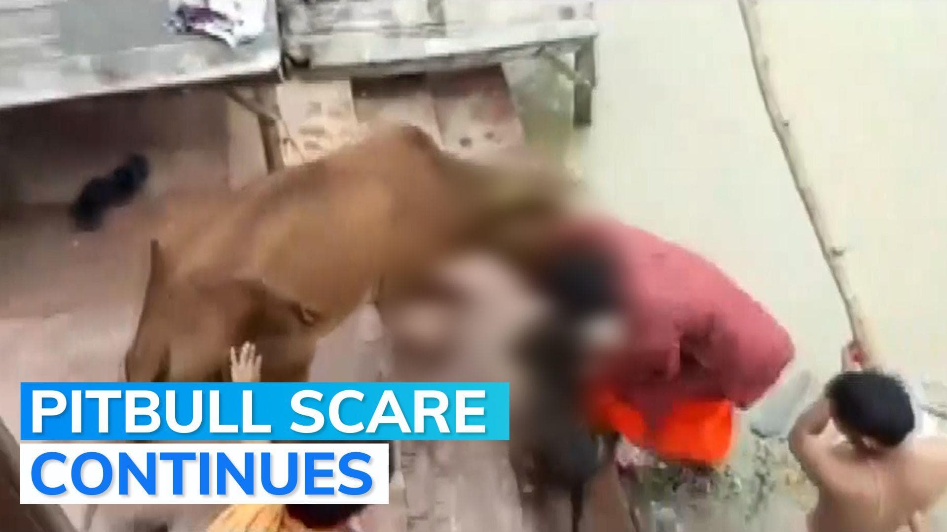WATCH: Pitbull attacks on the rise? This time on a cow in Kanpur