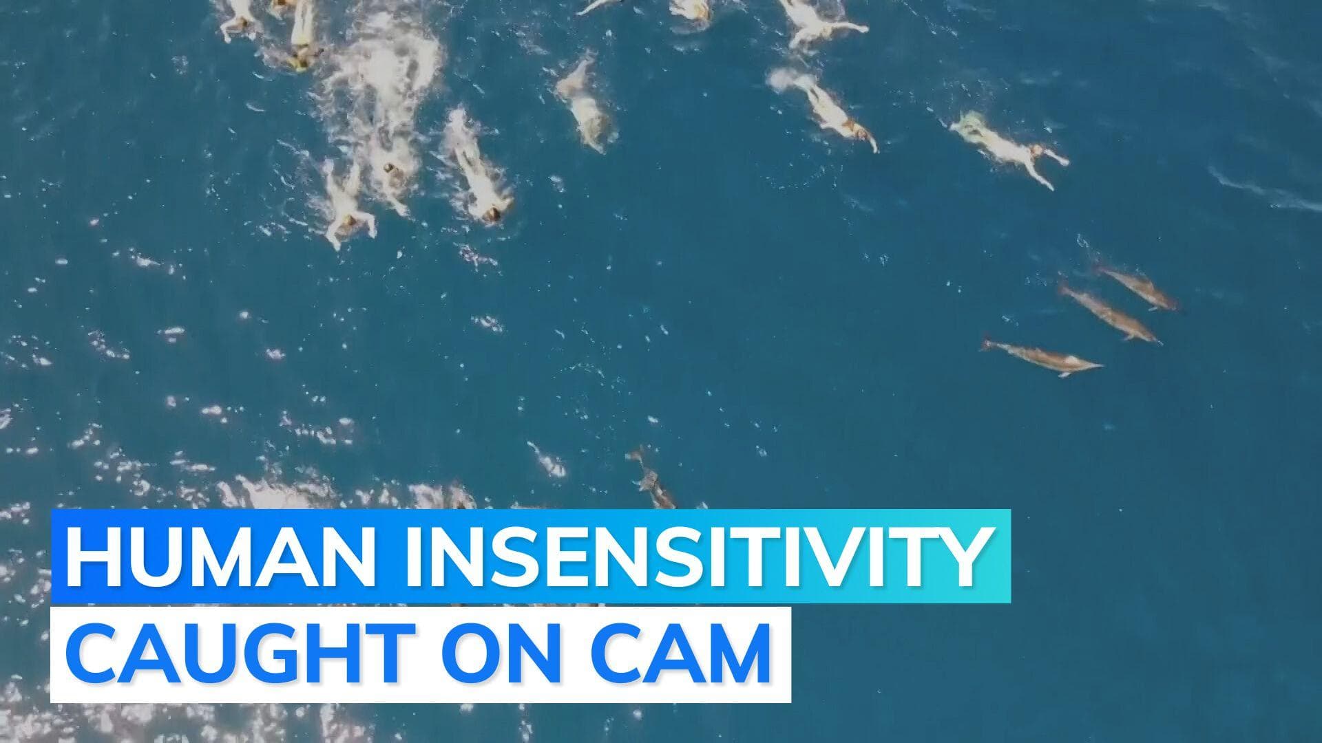 33 swimmers reportedly harass dolphins in Hawaii, officials seek action