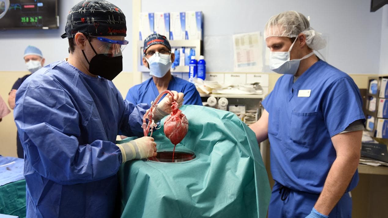 Historic surgery: Doctors successfully implant pig heart in human for the first time