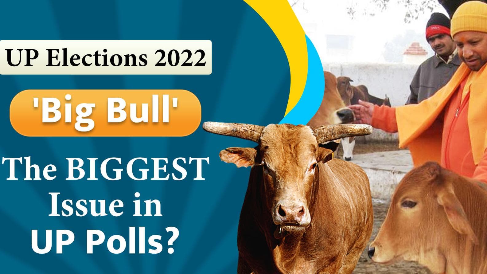 UP Election 2022: Stray cattle menace - How Big Bull has become the biggest Issue In Uttar Pradesh polls