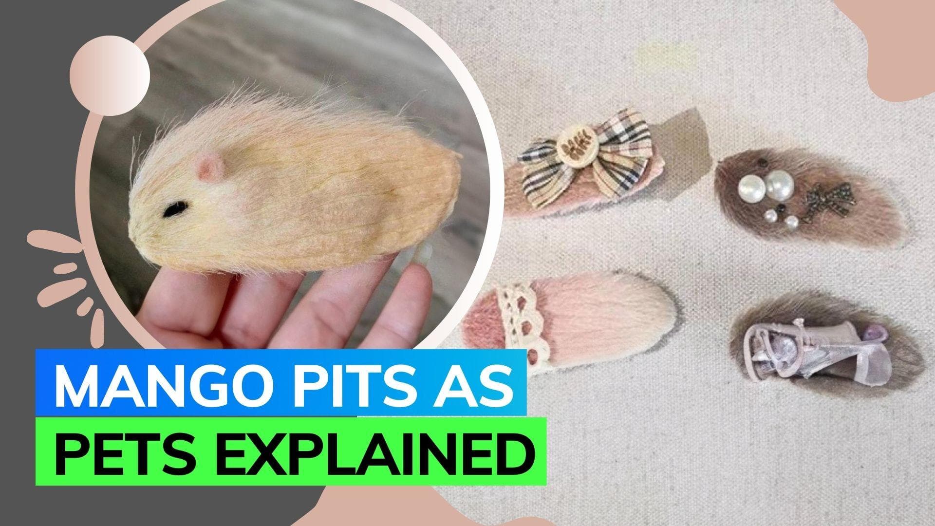 Not dogs or cats but young people in China are keeping mango pits as pets; see here