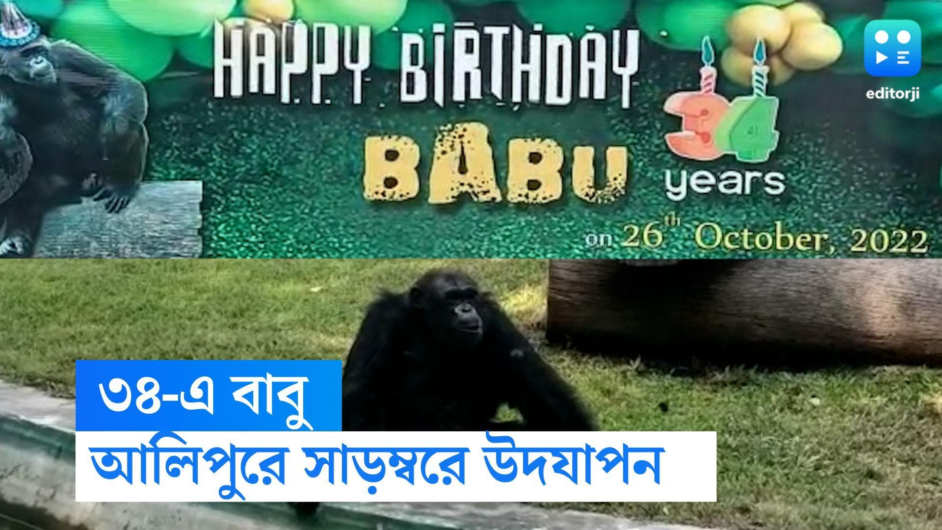  Alipore Zoo Chimpanzee Birthday : ৩৪ বছরের শিম্পাঞ্জি 'বাবু'র জন্মদিন, আলিপুরে তারকাখচিত উদযাপন