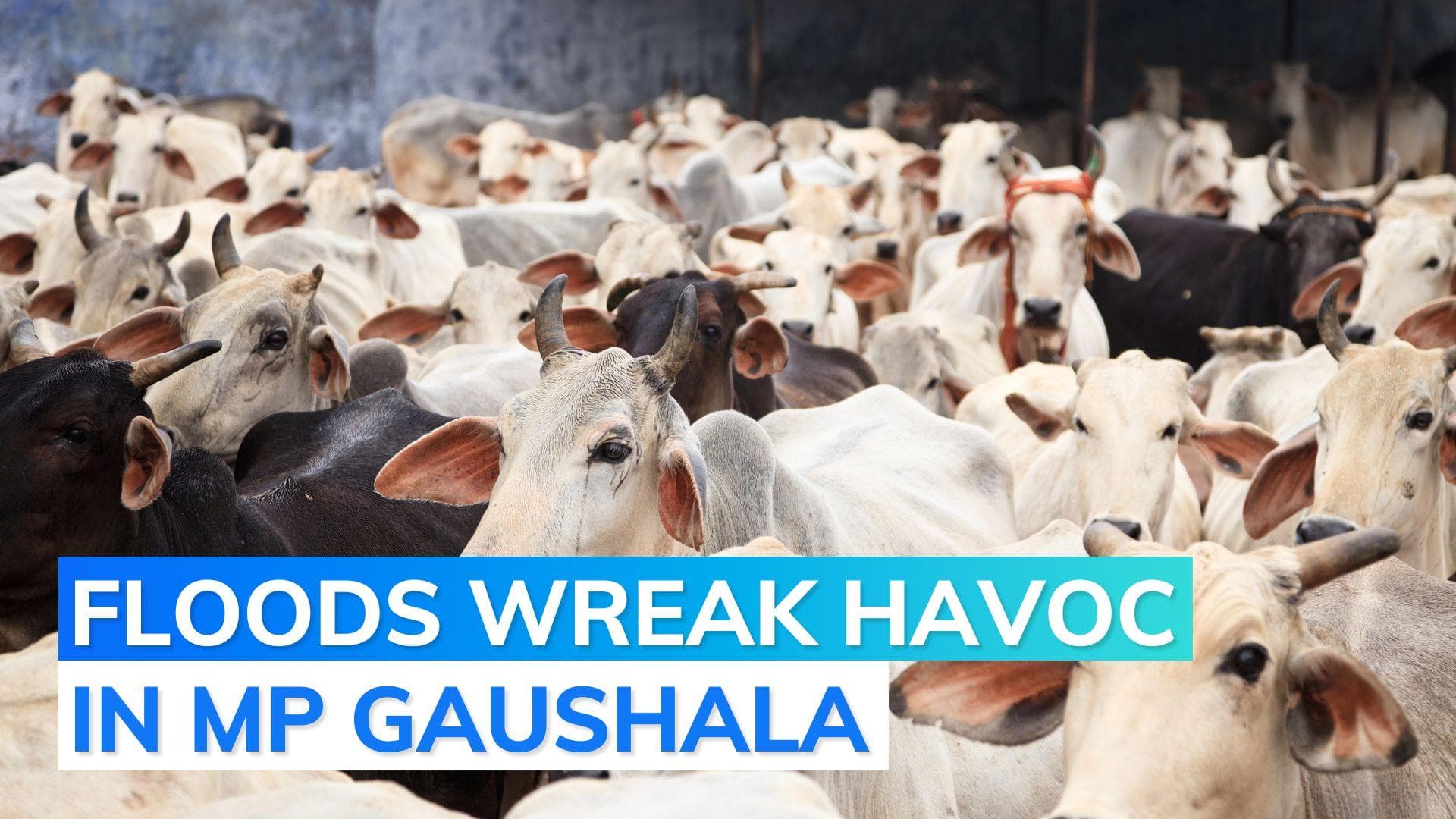 Over 50 cows die in floods, right-wing groups protest; Gaushala staff booked