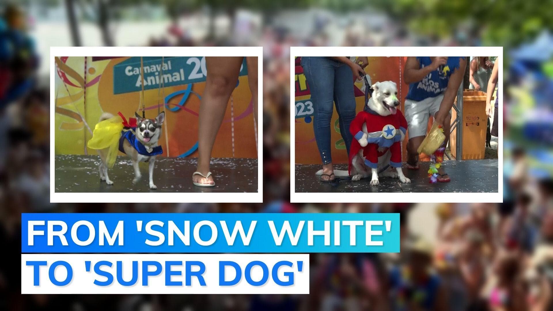 Watch: Dog lovers party with their pets at Rio Carnival