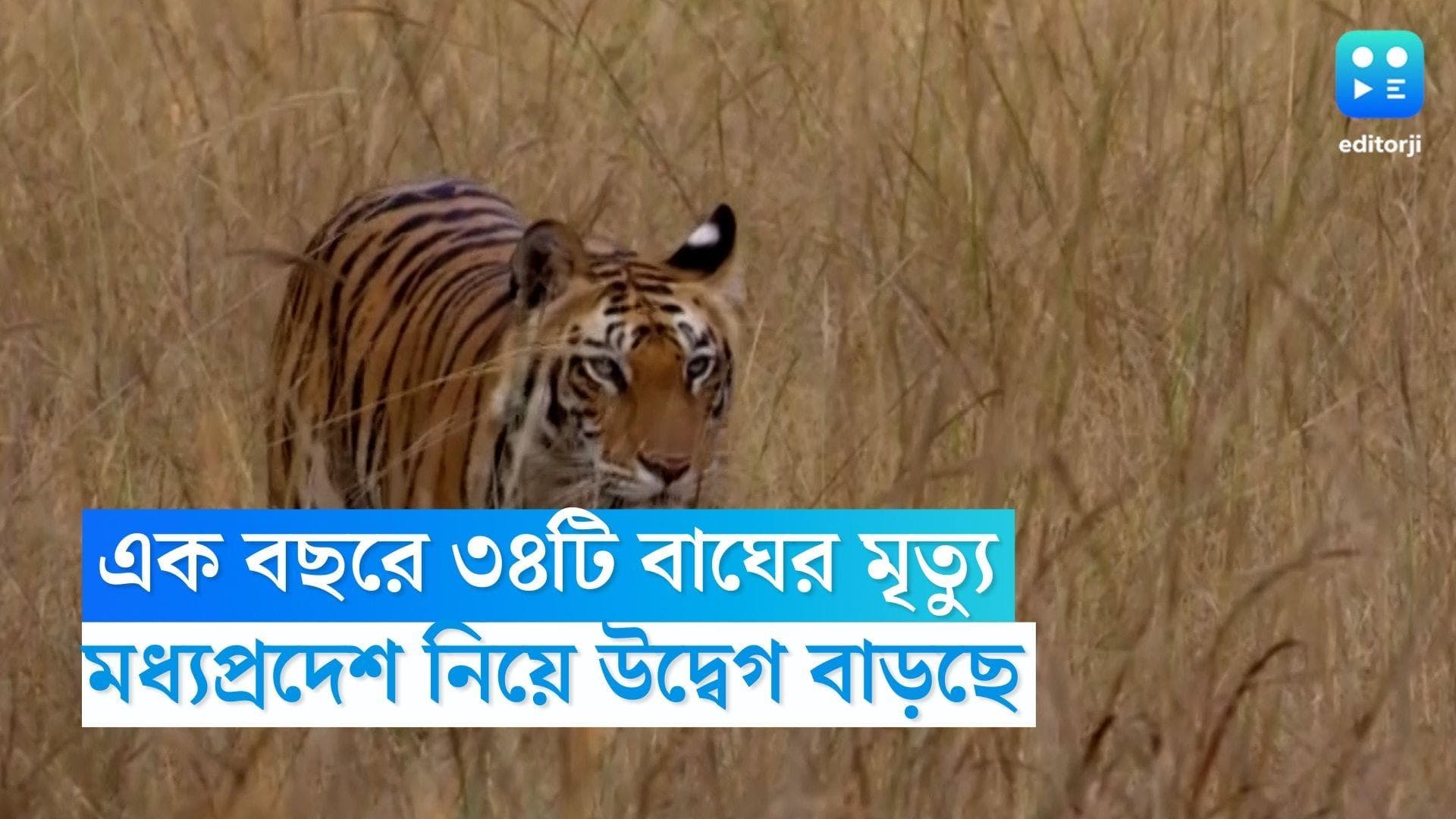 Tiger Census: এক বছরে ৩৪টি বাঘের মৃত্যু, 'বাঘ রাজ্য' তকমা হারাবে মধ্যপ্রদেশ?