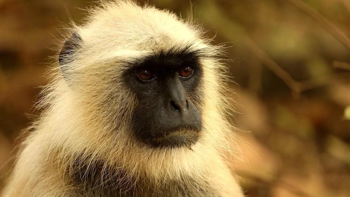 Monkey Arrest: ২৫০ কুকুরছানা ‘খুনে’ গ্রেফতার দুই বাঁদর