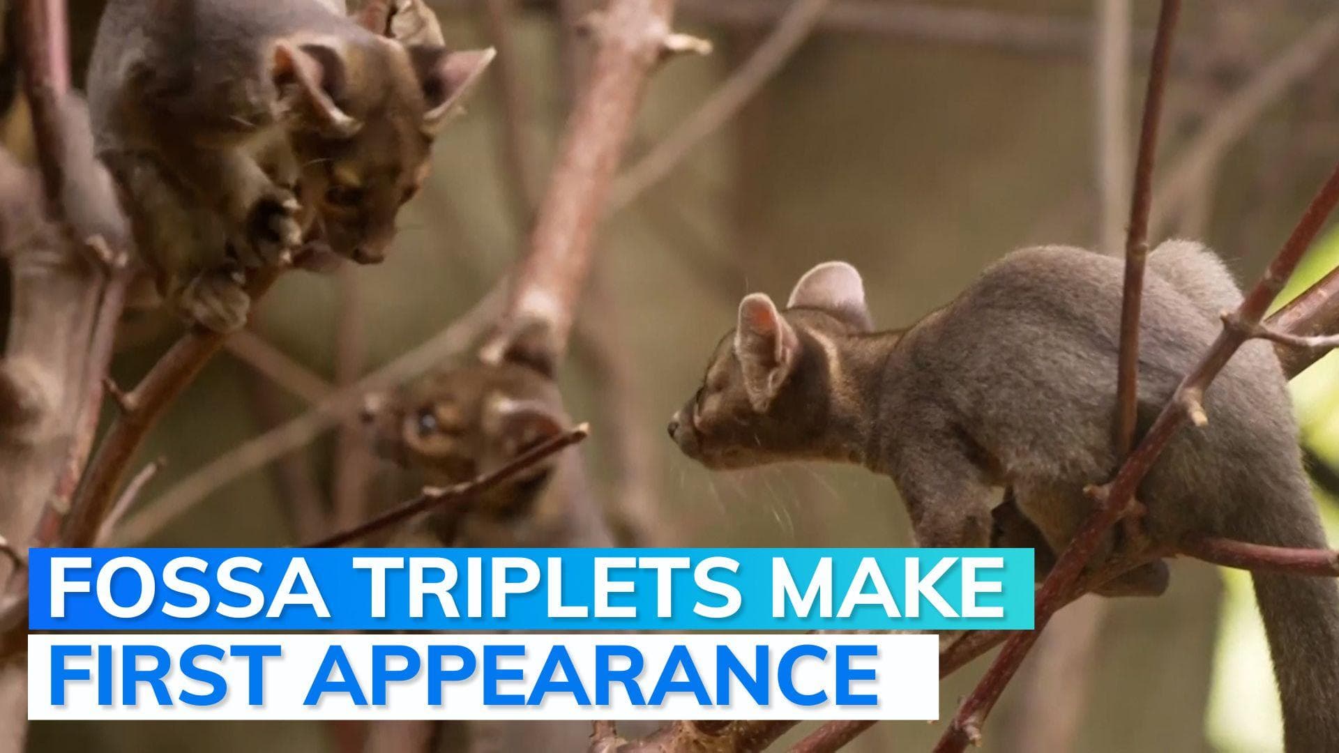 WATCH: rare fossa triplets spotted in UK's Chester Zoo weeks after birth