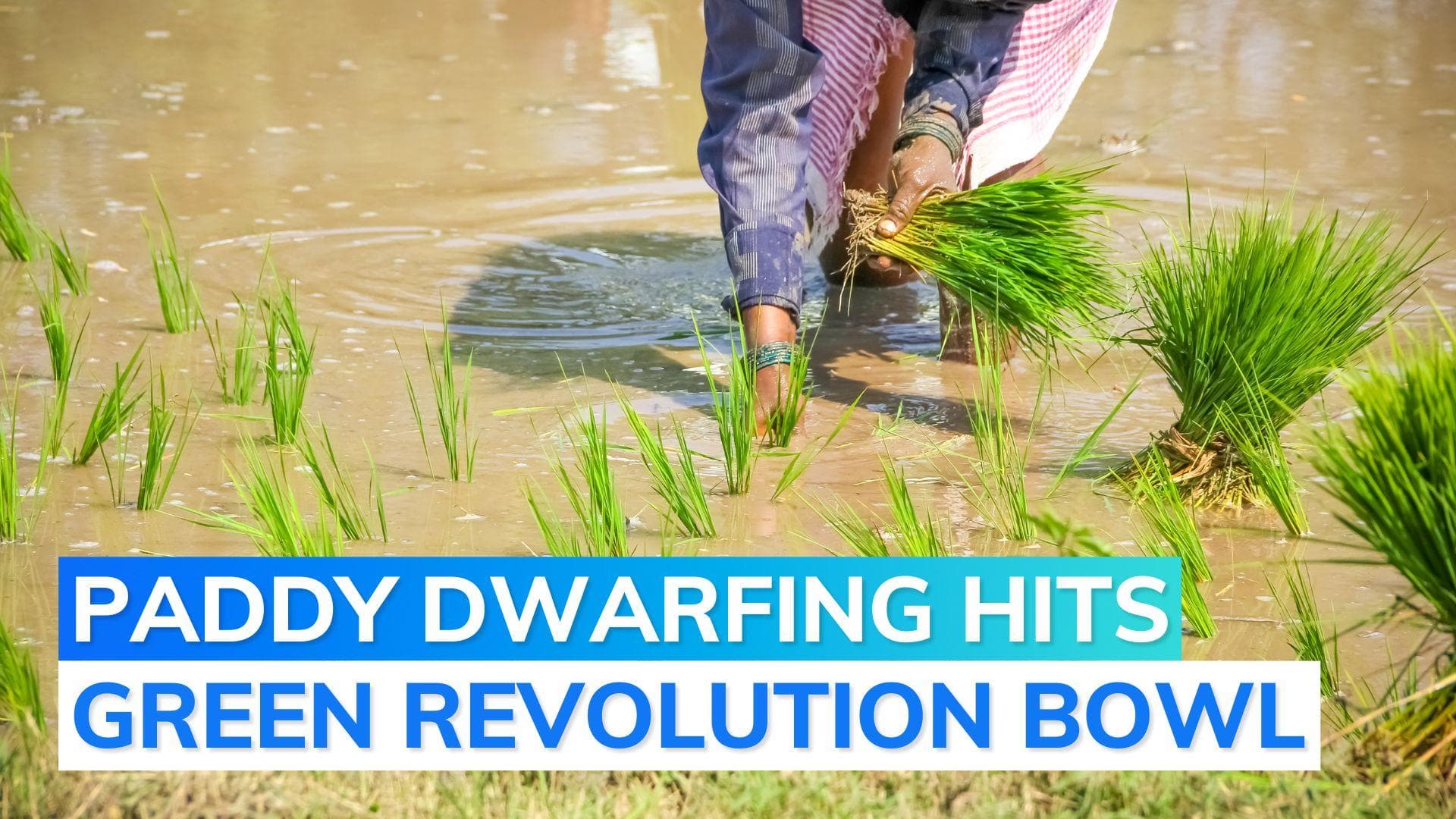 Agriculture: the curious case of 'Rice Dwarfism' in Punjab and Haryana