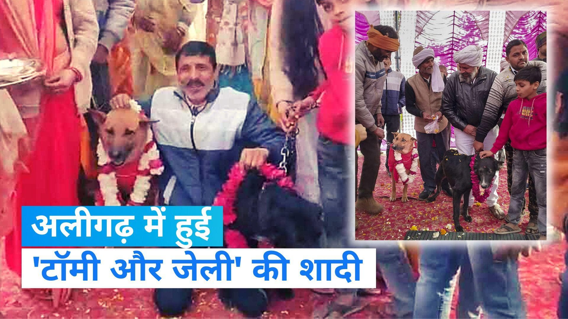 Dog wedding in Aligarh: अलीगढ़ में हुई 'टॉमी और जेली' की धूमधाम से शादी, बारात में सैकड़ों आवारा कुत्ते