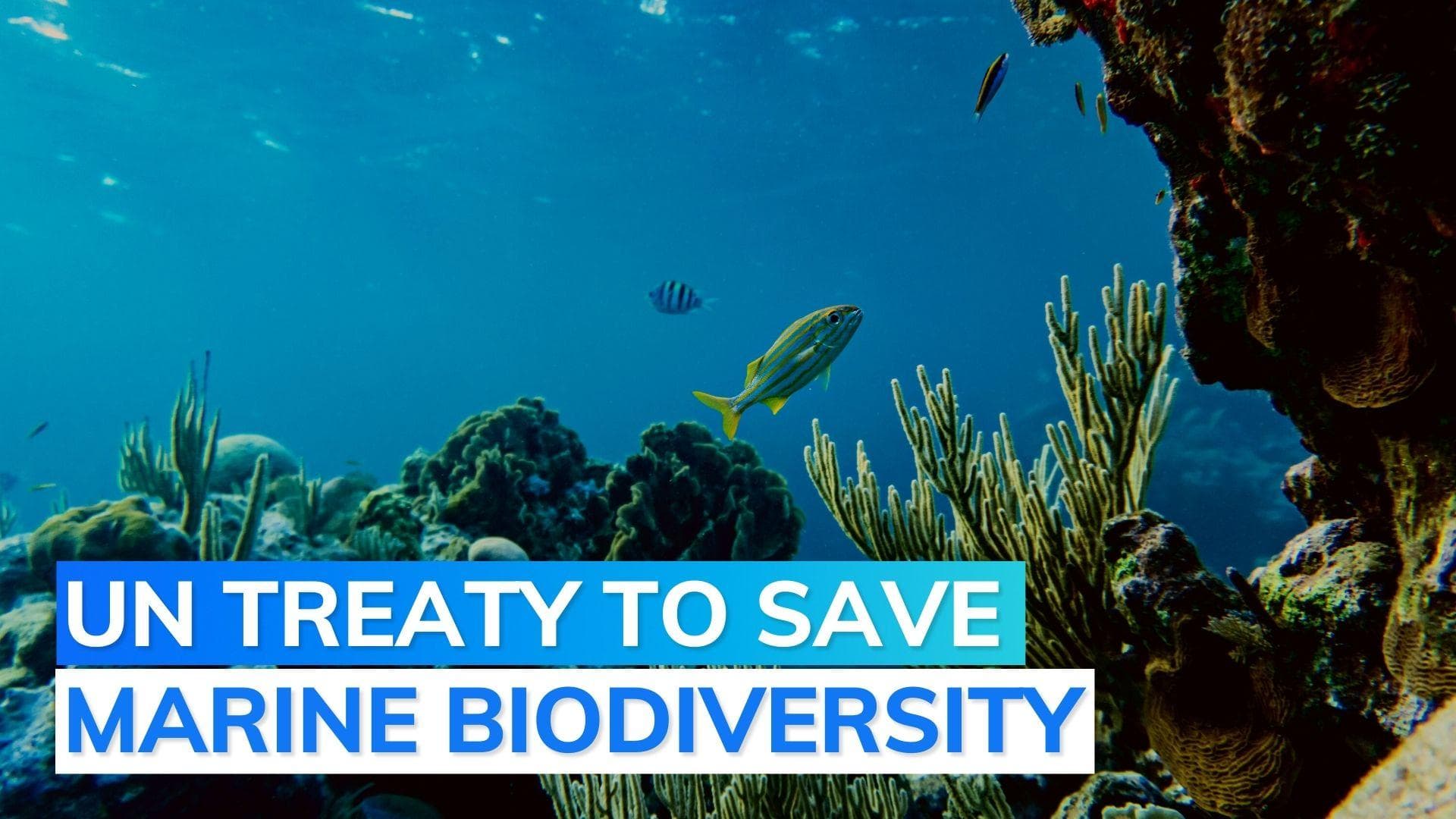 UN: nations reach historic accord to protect marine life on high seas