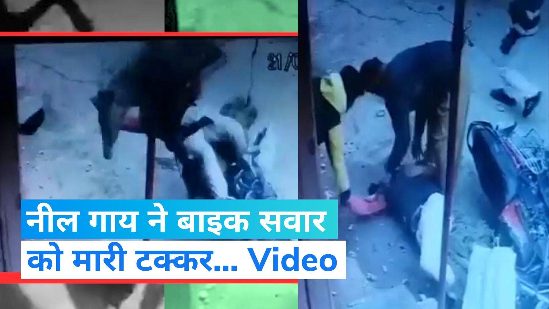 Viral Video: नील गाय ने बाइक सवार को मारी टक्कर, बेहोश हालत में पहुंचाया गया अस्पताल... देखें वीडियो 