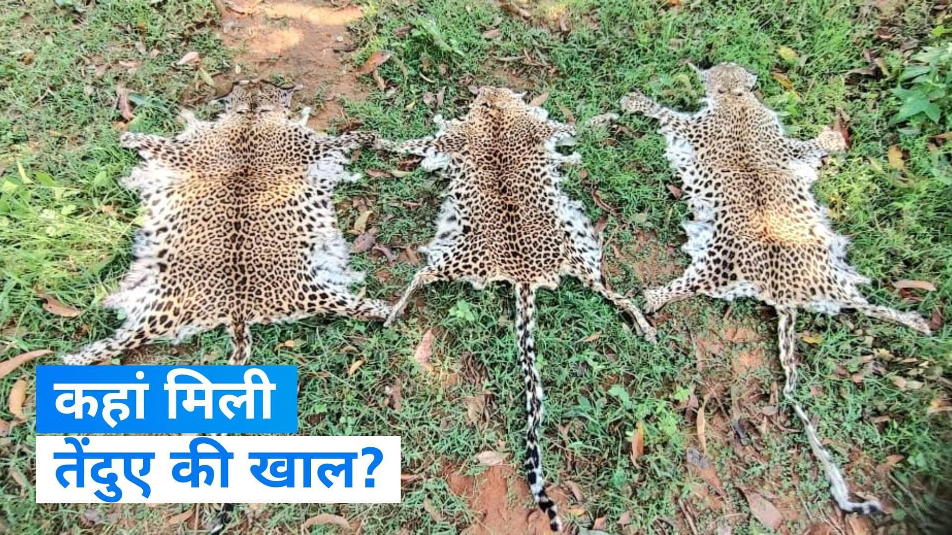 Odisha: रायगढ़ में मिली तीन तेंदुए खालें जब्त, STF ने एक को किया गिरफ्तार