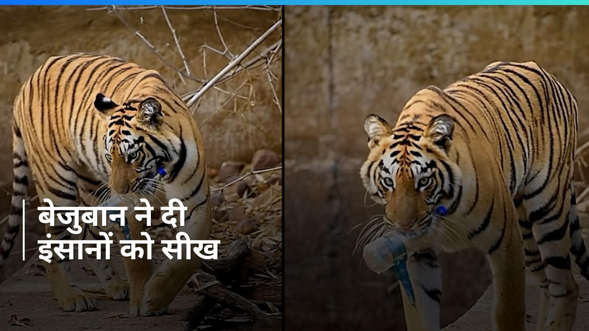 Viral Video: मुंह में बोतल लिए Tiger का वीडियो, देख शर्म से सिर झुका लेंगे आप