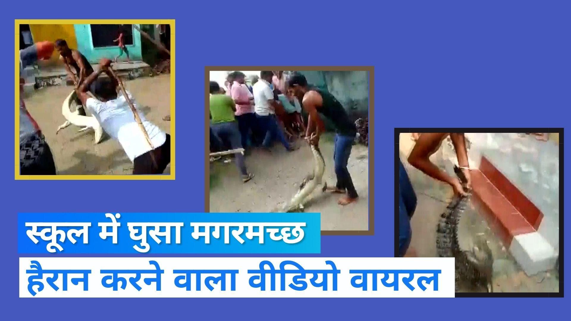 UP Viral Video: अलीगढ़ के स्कूल में मगरमच्छ घुसने से मचा हड़कंप, हैरान करने वीडियो वायरल 