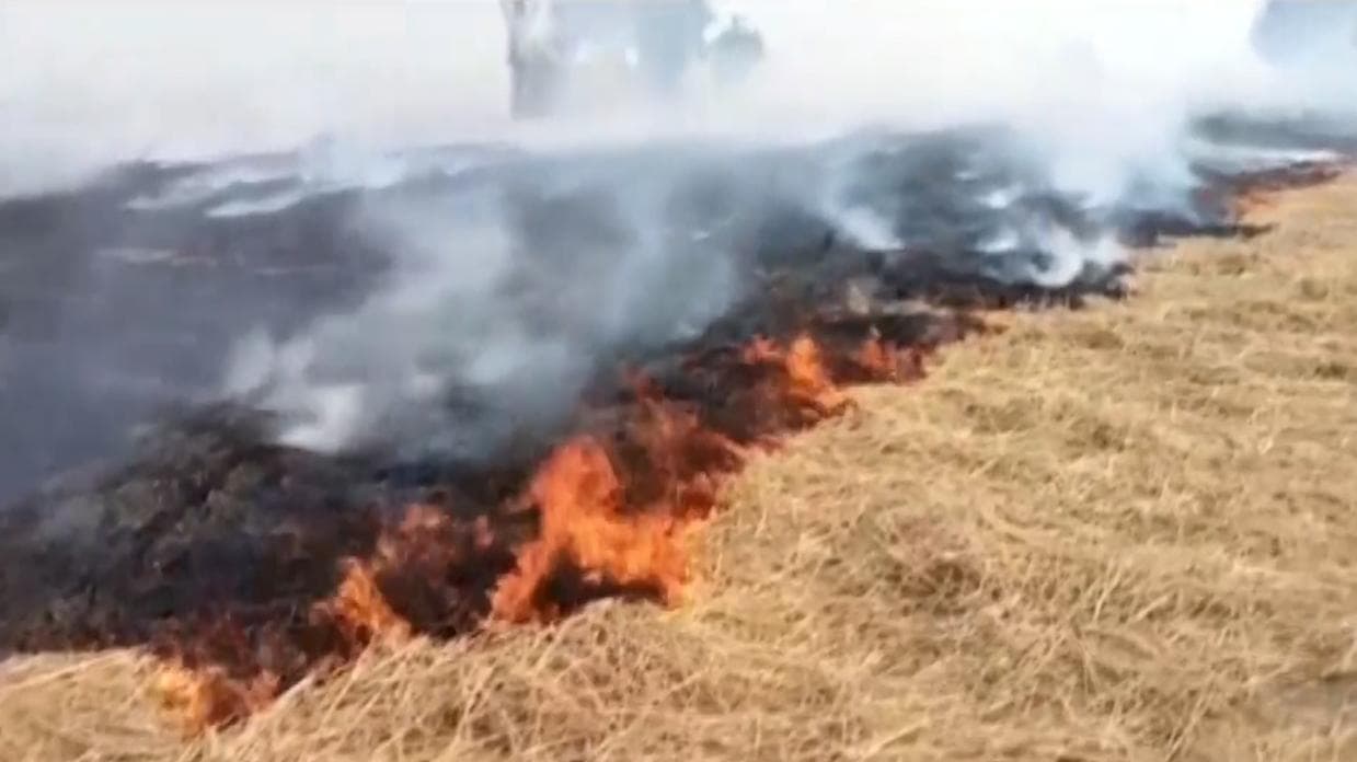 Punjab farmer: पराली जलाने को मजबूर किसान, बोले- नहीं मिल रही सरकारी मदद