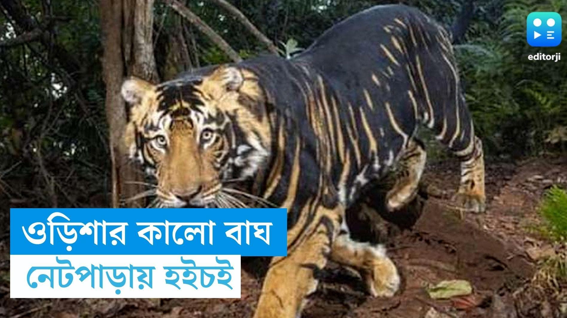Odisha Tiger: কালো ডোরা কাটা শরীর, ওড়িশার অদ্ভুত দর্শন বাঘ দেখে নেটপাড়ায় হইচই 