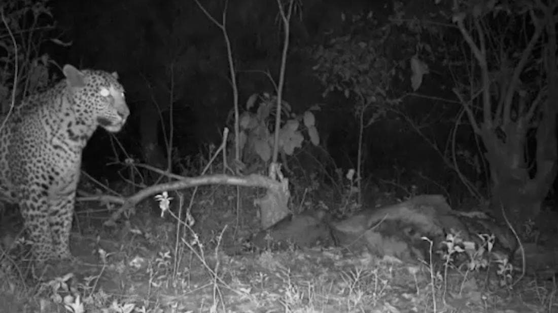 Purulia leopard: চিতাবাঘের দেখা মিলল পুরুলিয়ার জঙ্গলে, স্থানীয় বাসিন্দাদের সতর্ক করল প্রশাসন