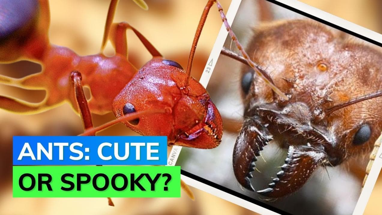 Find ants cute? This image might ruin that thought of yours 