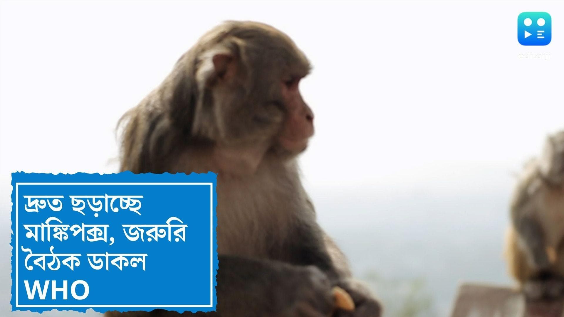 Monkey pox: দ্রুত ছড়াচ্ছে মাঙ্কিপক্স ভাইরাস, জরুরি বৈঠক ডাকল WHO 