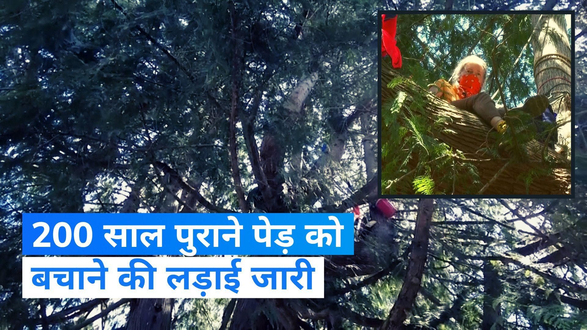 US News: 200 साल पुराने पेड़ को बचाने के लिए अपनाया अनोखा तरीका, देखें वीडियो...