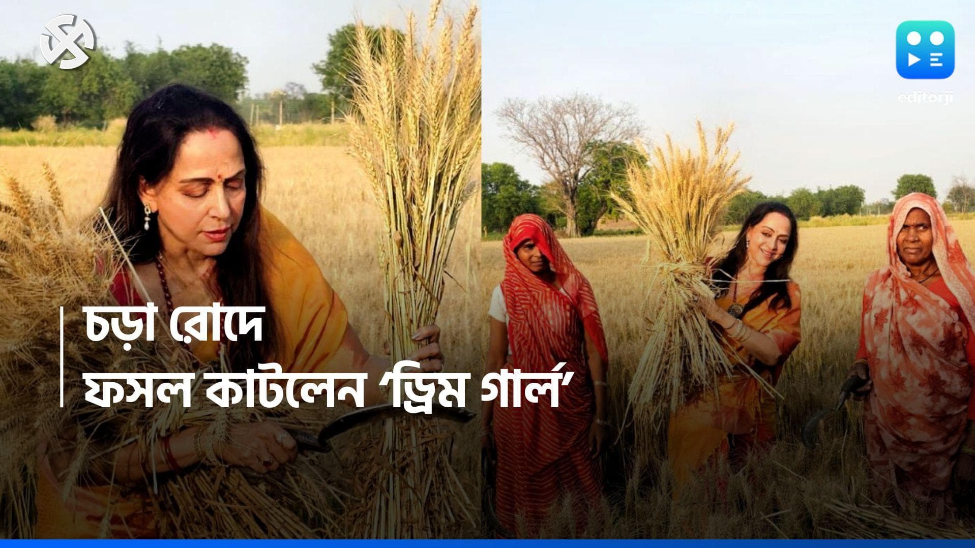 Lok Sabha Election 2024: কৃষকরা তাঁর পরিবার,  কাস্তে হাতে মাঠে ফসল কাটলেন বলিউডের 'ড্রিম গার্ল'  