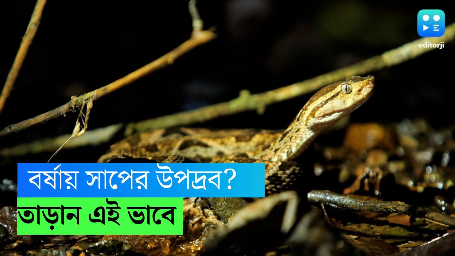 Snake Problem: বর্ষায় বাগানে,বাড়ির আনাচে কানাচে সাপের উপদ্রব? আজই তাড়ান এই কয়েকটি  ঘরোয়া উপায়ে 