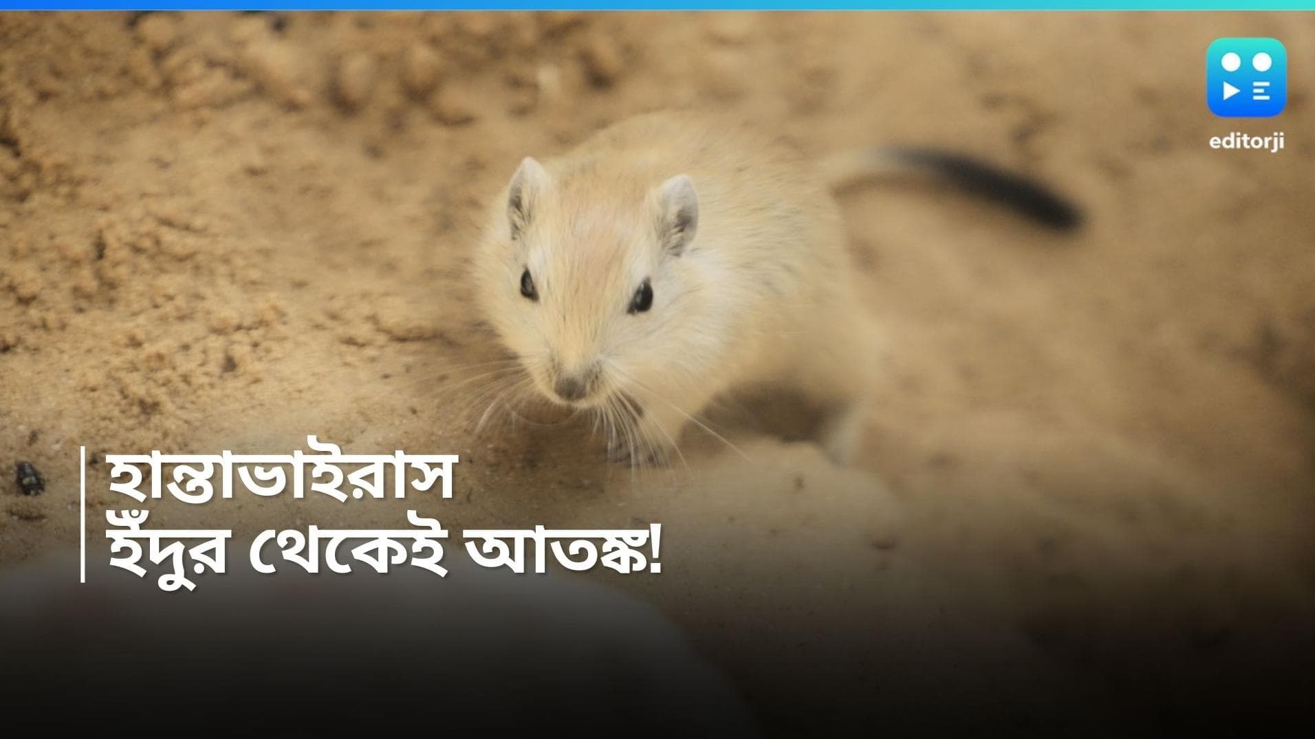 Hantavirus: ইঁদুর থেকে সংক্রমিত হয়ে মৃত্যু! হান্তাভাইরাস নিয়ে ছড়াচ্ছে আতঙ্ক