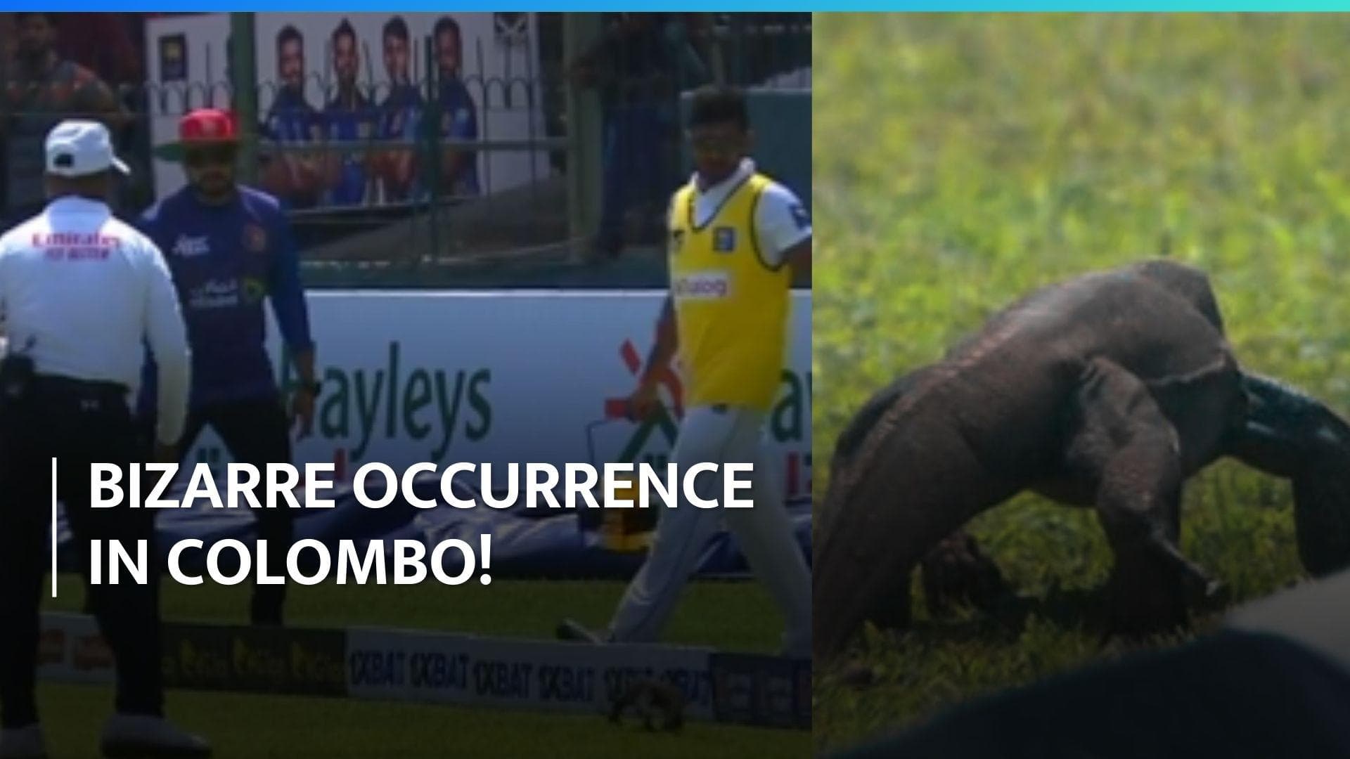 One-off Test between Afghanistan, Sri Lanka halted, here's why 