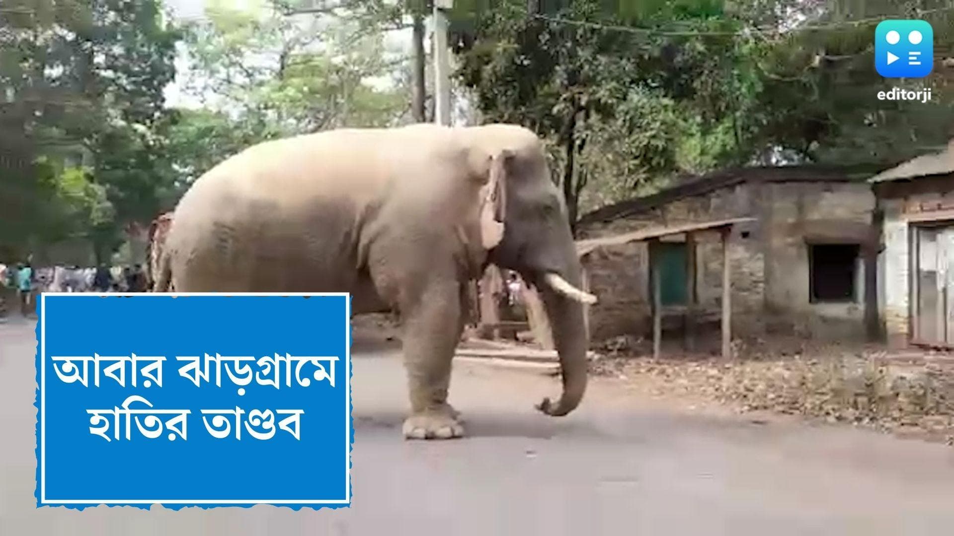 Jhargram Elephant: এবার লোধাশুলির রাস্তায় দাপিয়ে বেড়ালো দাঁতাল, জঙ্গলে ফেরাতে ঘাম ছুটলো বনকর্মীদের 