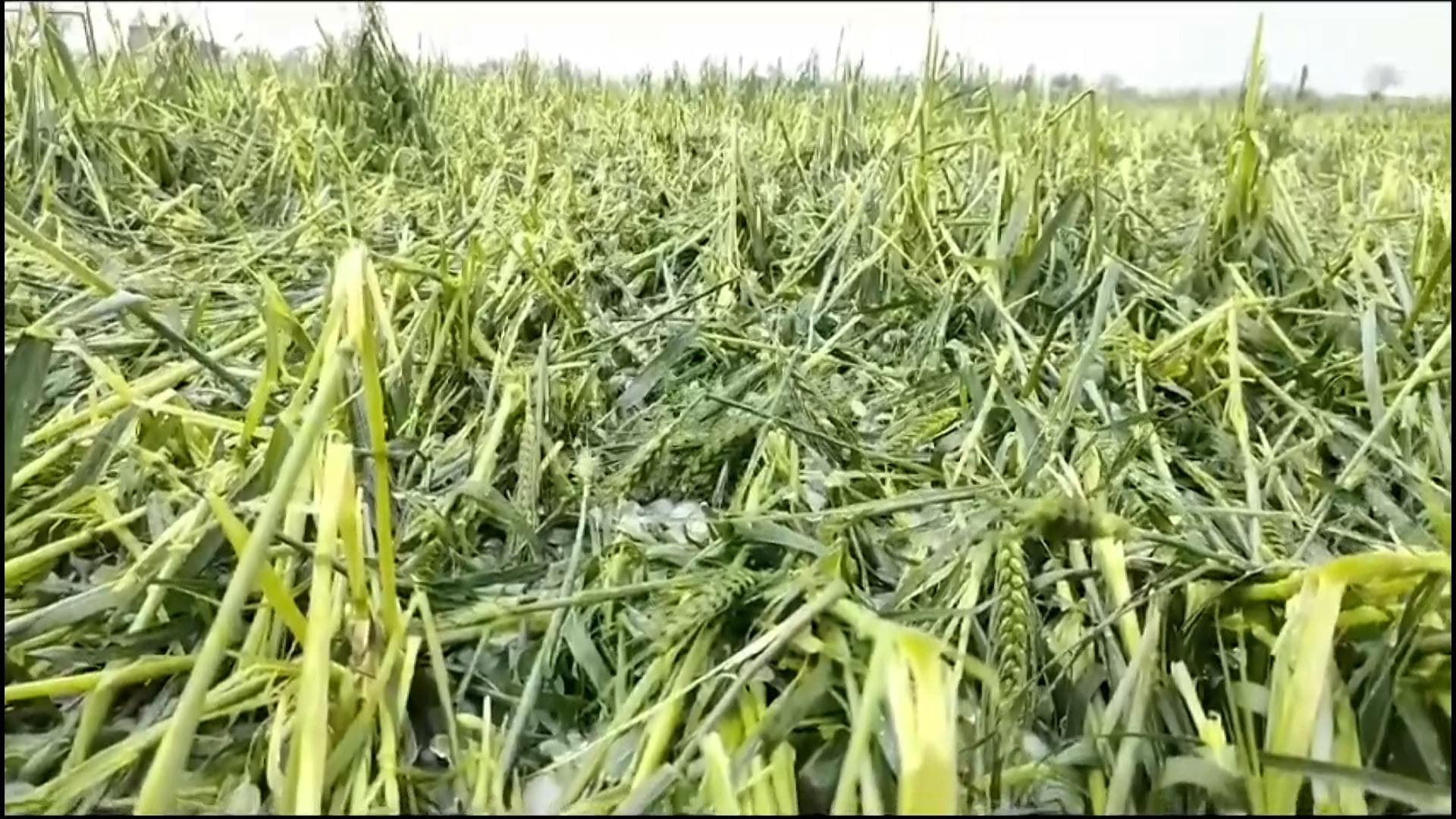 UP govt to pay compensation to farmers for damaged crops due to recent strong winds, hailstorms 