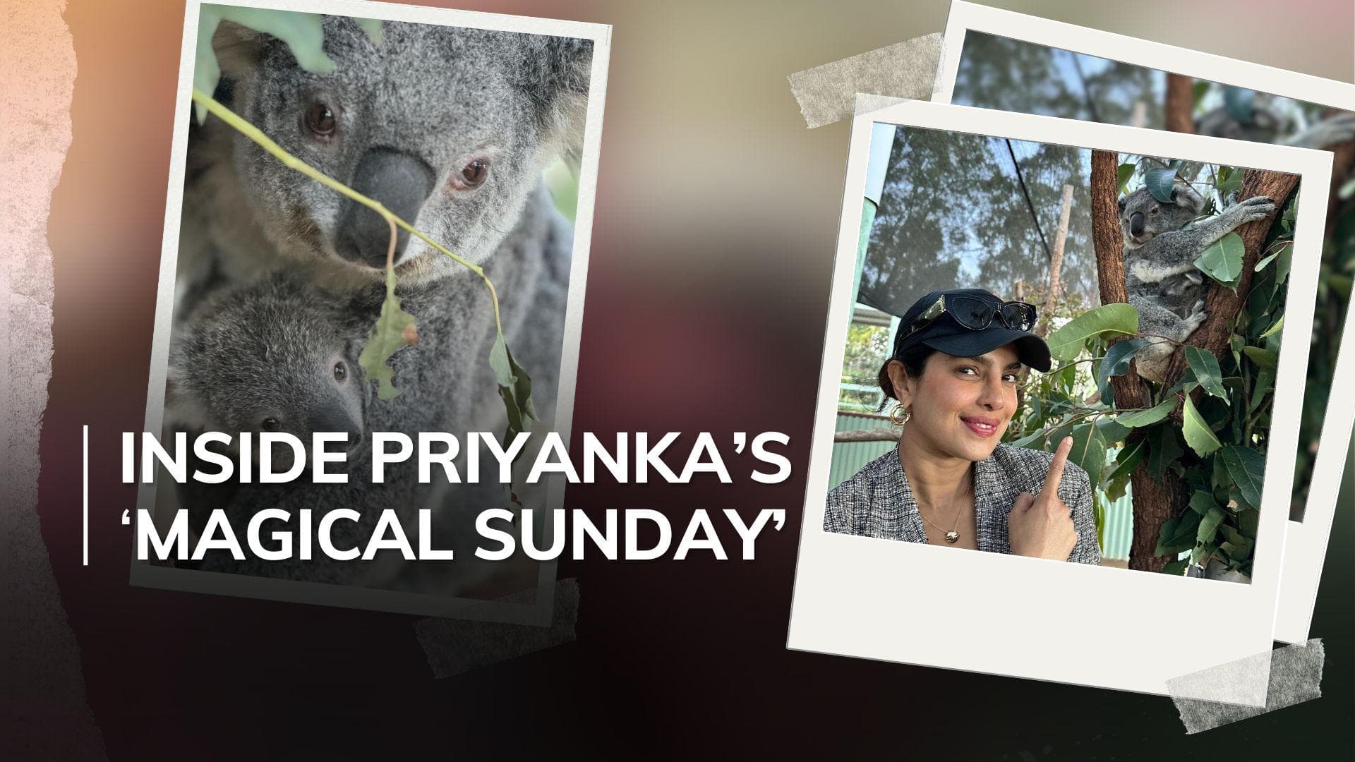 Priyanka Chopra has an 8-month-old koala named after her, actor overwhelmed by 'lovely surprise’ | Watch 