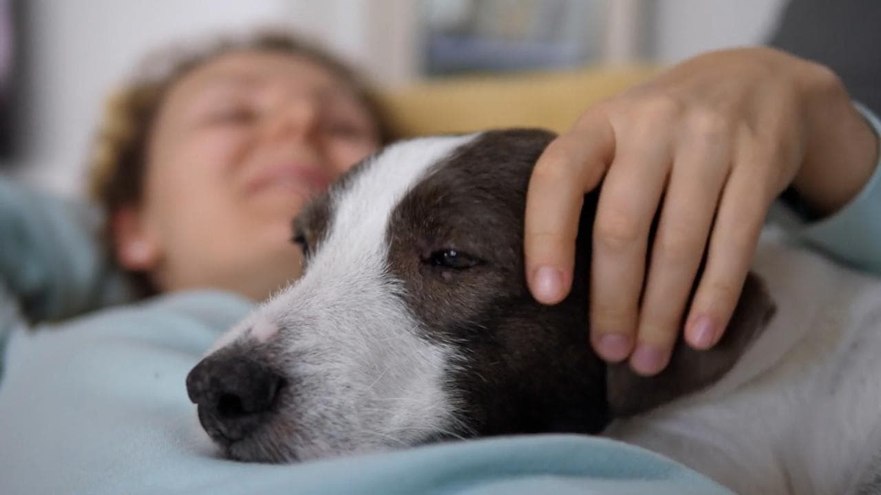 Covid detected in pet dog in UK, got it from the owner: report