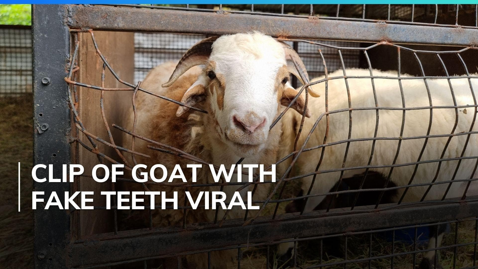 Pakistani man arrested for selling sacrificial goats with plastic teeth