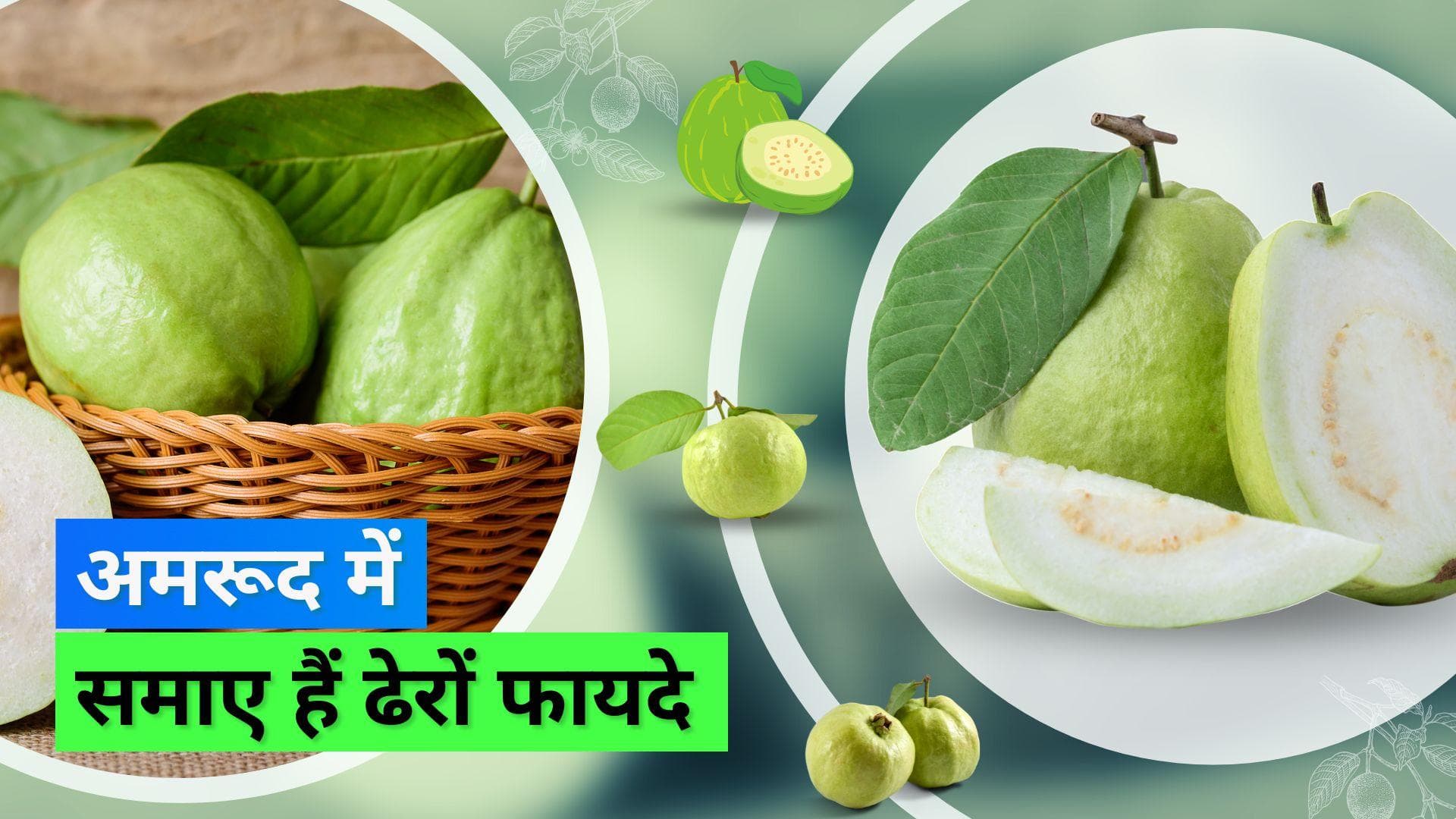 Benefits of guava in winters: इन ग़ज़ब के फायदों को जानकर आप सर्दियों में रोज़ खाएंगे अमरूद