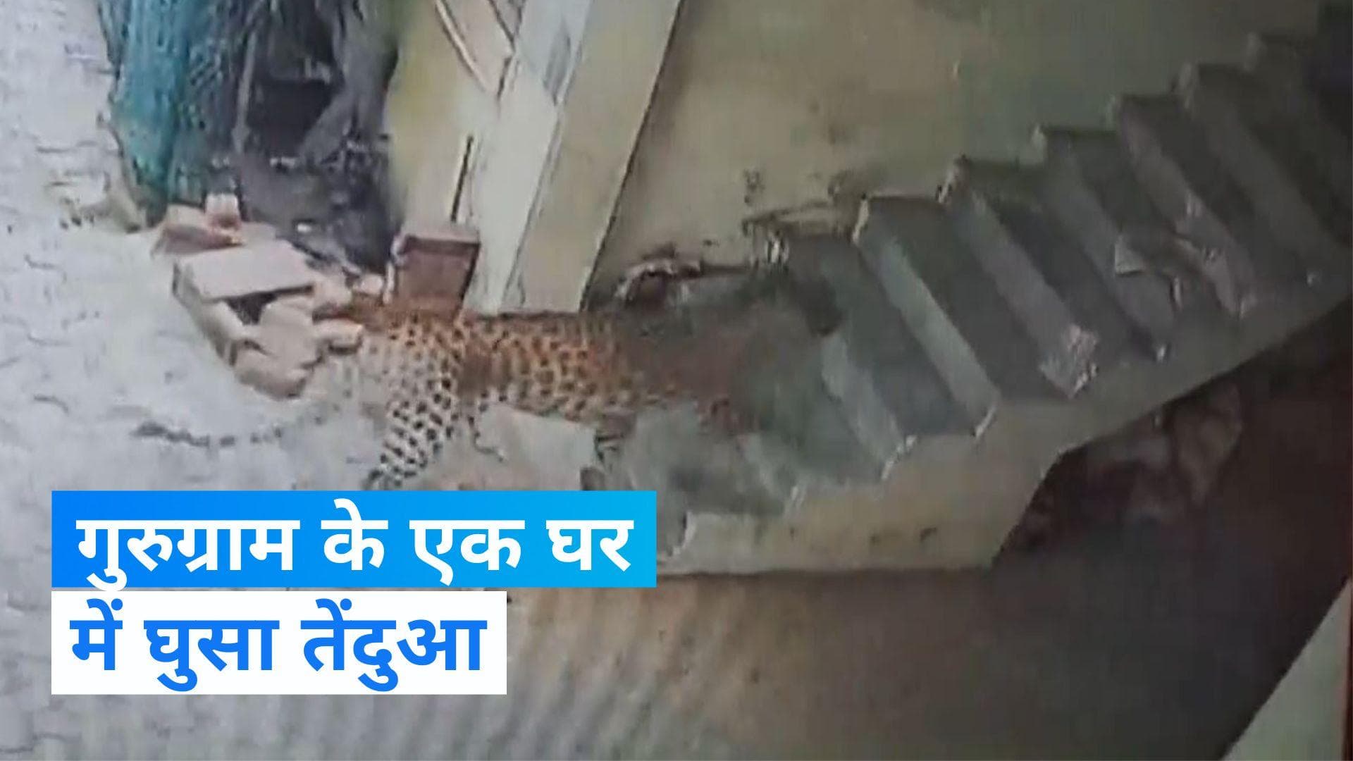 Gurugram news: गुरुग्राम के रिहायशी इलाके में आया तेंदुआ, घर में घुसा- देखिए 