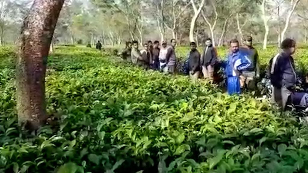 Bear in Jalpaigur: ফের চা-বাগানে ভালুক? পায়ের ছাপ ঘিরে তৈরি হল জল্পনা, আতঙ্ক