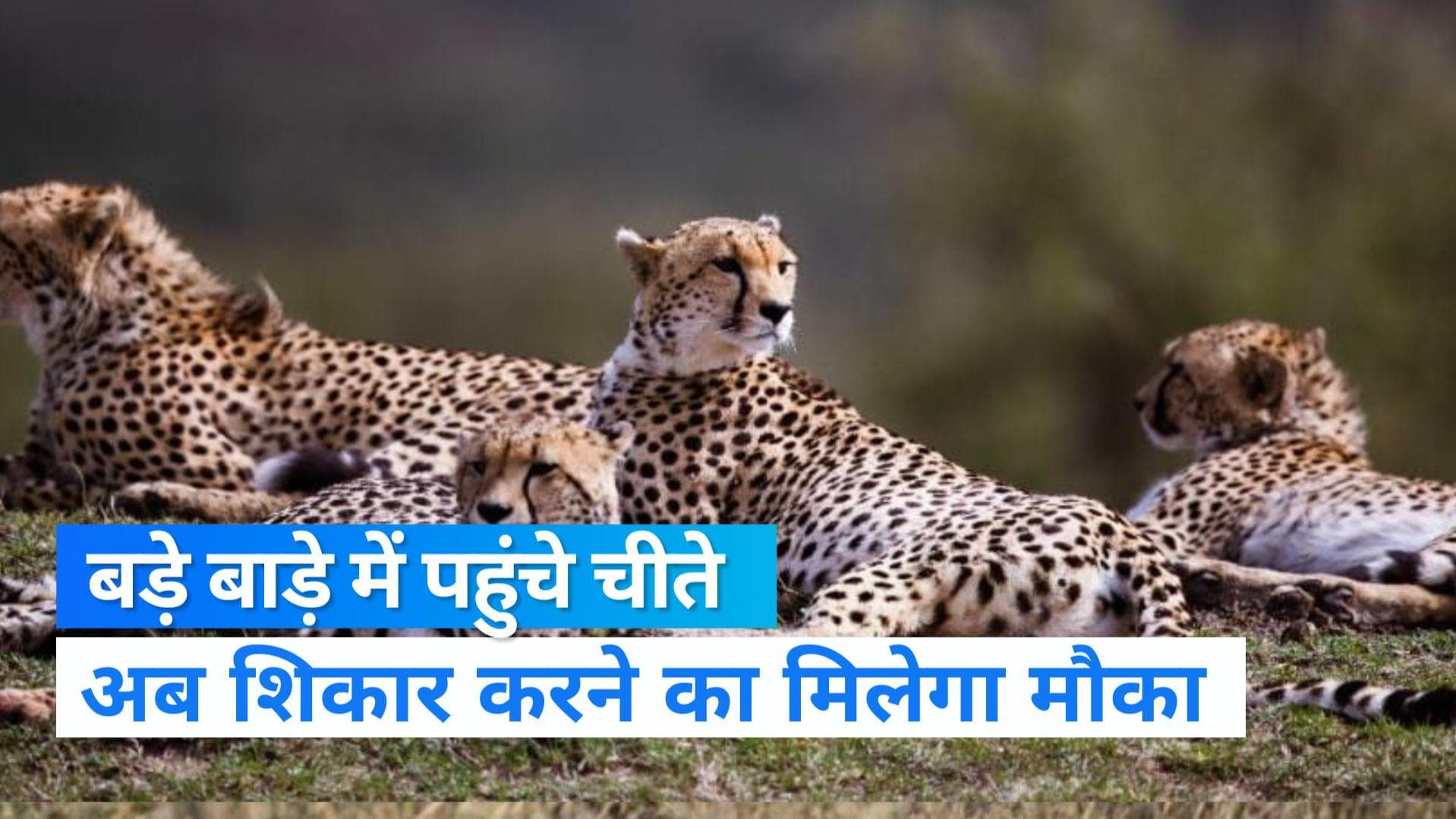 Kuno National Park: बड़े बाड़े में छोड़े गए नामीबिया से आए चीते, पीएम ने जताई खुशी 