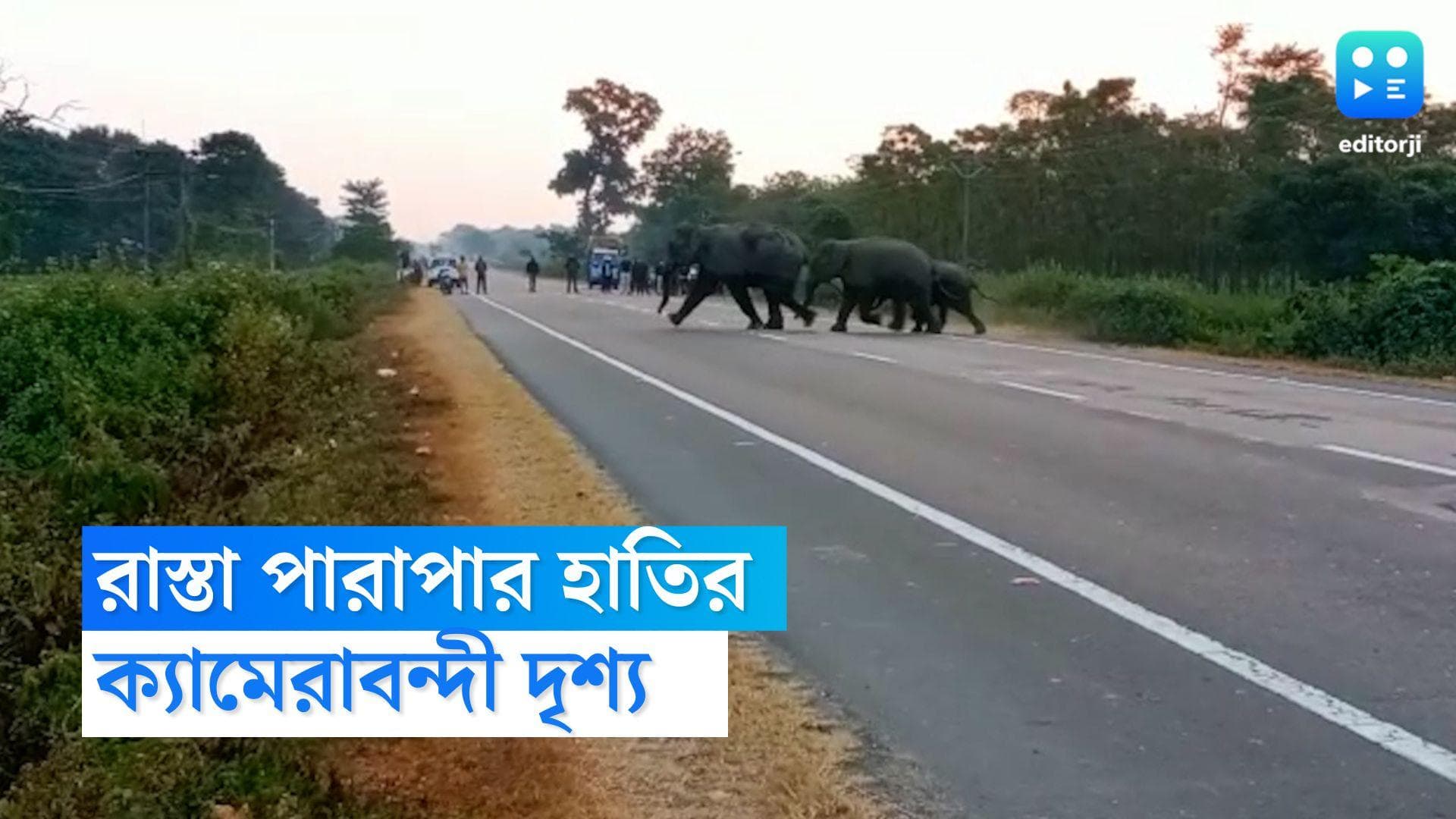 Siliguri Elephant : শিলিগুড়িতে রাস্তা পারাপার হাতির, ক্যামেরাবন্দী করলেন পর্যটকরা 