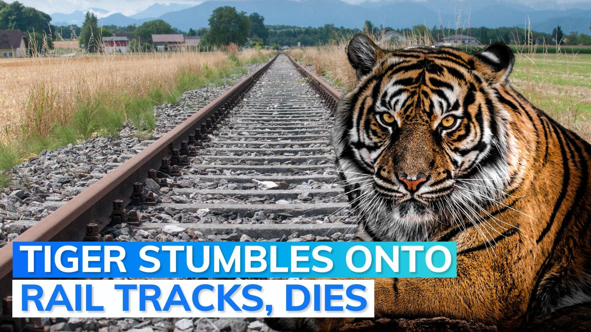 Maharashtra: tiger run over by train, suffers multiple injuries and dies
