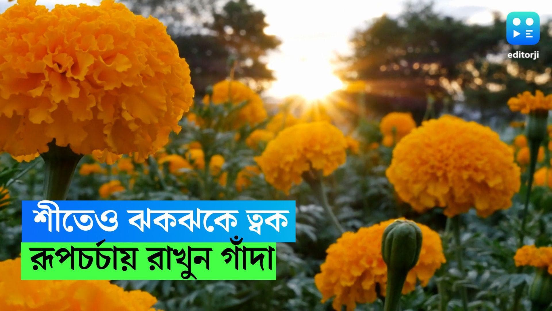 Marigold Face Pack: শীতেও চাই নরম ঝকঝকে ত্বক? ছাদের গাঁদা ফুলেই করুন রূপচর্চা 