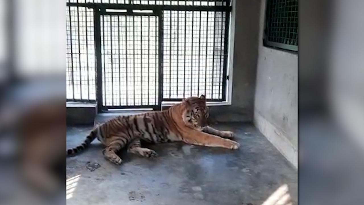 Tiger: গোসাবা থেকে খাঁচাবন্দি বাঘটিকে এখনই ছাড়া হবে না জঙ্গলে, জানালেন বন দফতরের আধিকারিকরা