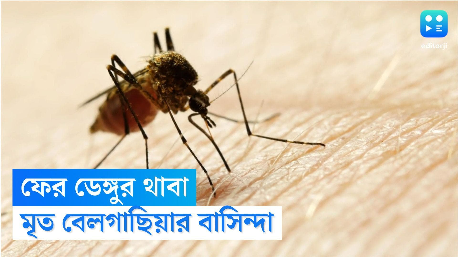 Dengue Death in Kolkata: কলকাতায় ফের ডেঙ্গির থাবা, মৃত বেলগাছিয়ার বাসিন্দা