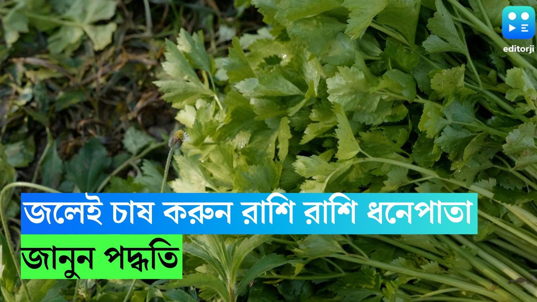 Coriander Leaves Plant: বাড়িতে জলেই চাষ করুন রাশি রাশি ধনেপাতা, লাগবে কেবল একটা ঝুড়ি