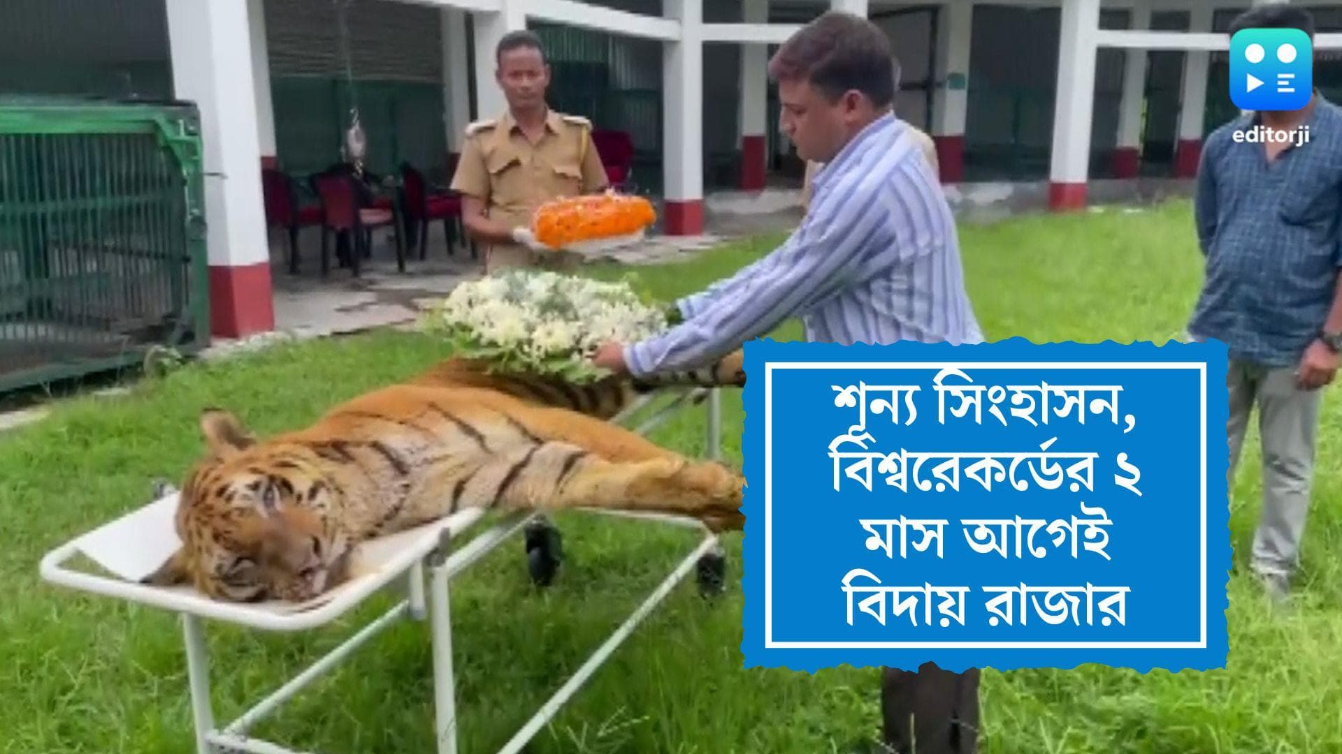 Country's Oldest Tiger Died: শূন্য সিংহাসন, মৃত্যু দেশের প্রবীণতম বাঘ রাজার, শোকের আবহ জলদাপাড়ায়
