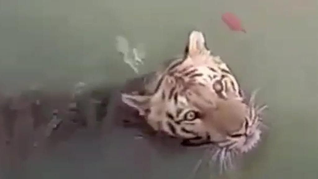 Royal Bengal Tiger: ভরা মরশুমে ফের বাঘের দেখা সুন্দরবনে, লঞ্চের ঘা ঘেঁষে সাঁতরে গেল রয়াল বেঙ্গল