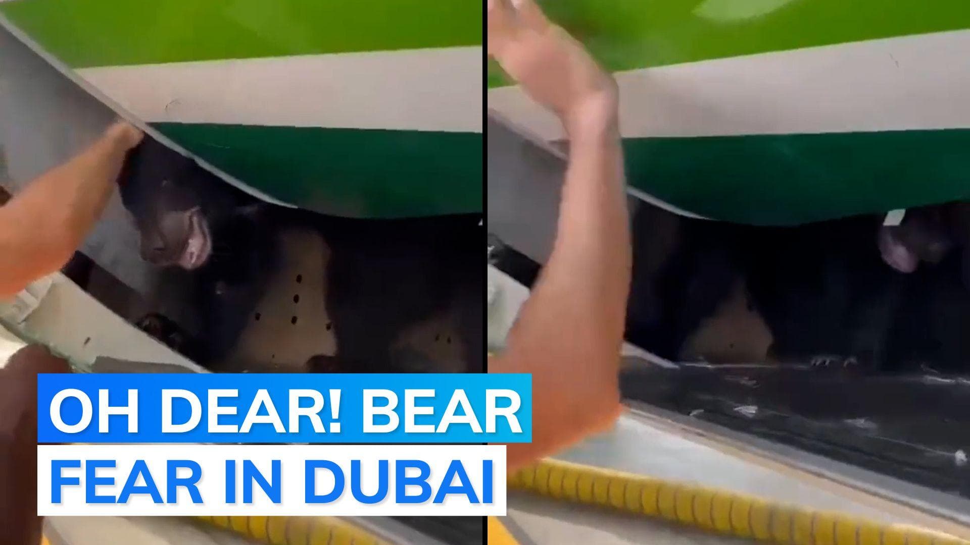 Bear escapes from cargo hold at Dubai airport, here's what happened next