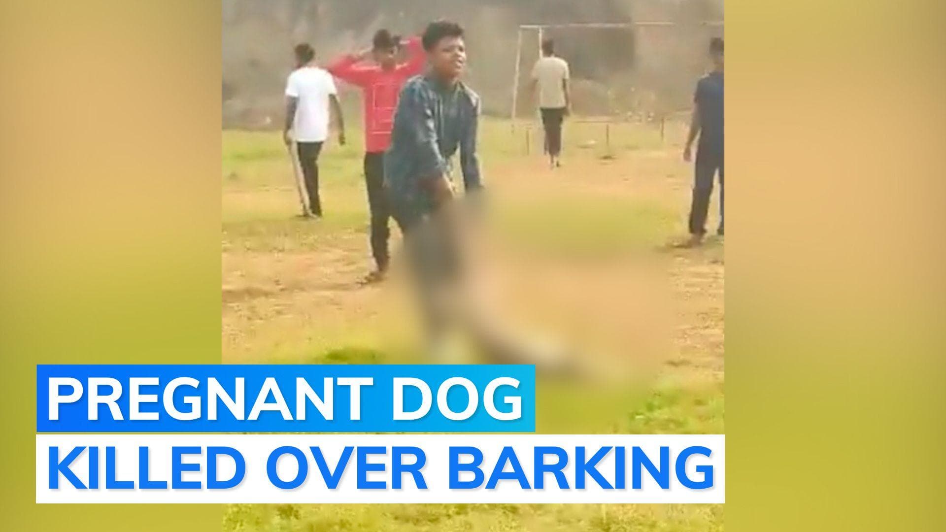 Delhi: 4 Don Bosco students held for bludgeoning a pregnant street dog to death