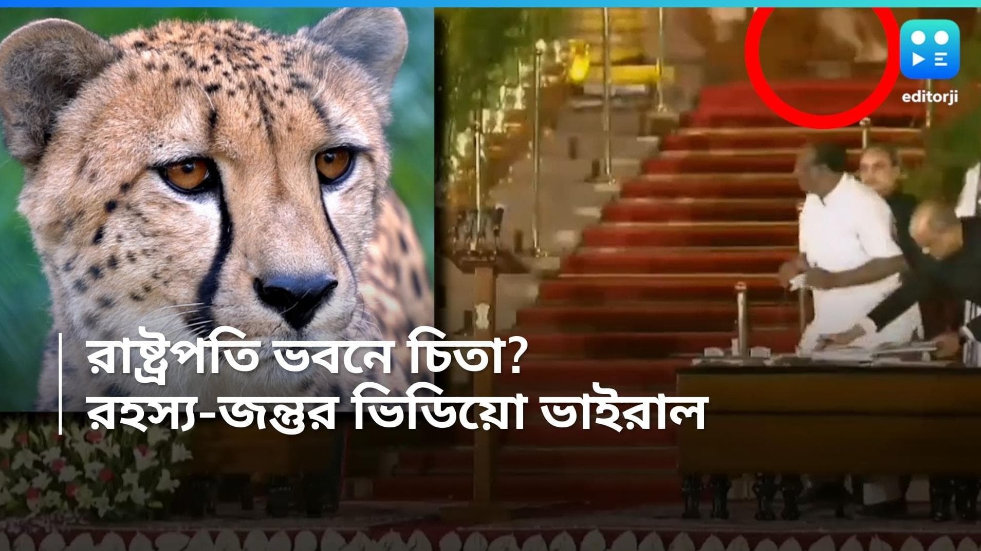 Leopard In Rashtrapati Bhavan: বেড়াল না চিতাবাঘ? রাষ্ট্রপতি ভবনে শপথ গ্রহণের ভিডিয়ো ঘিরে শোরগোল
