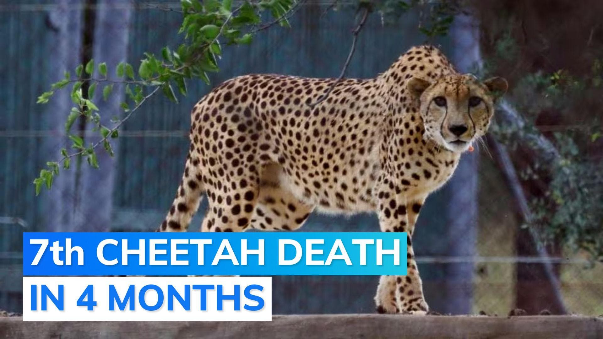 Another cheetah dies at MP's Kuno National Park