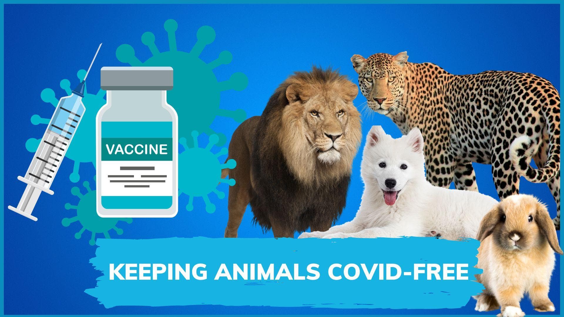 Anocovax: India's first Covid vaccine for animals launched